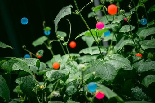 rote und blaue Kugeln hängen an einer Grünpflanze