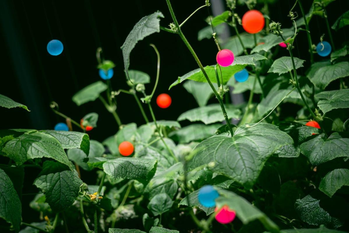 rote und blaue Kugeln hängen an einer Grünpflanze
