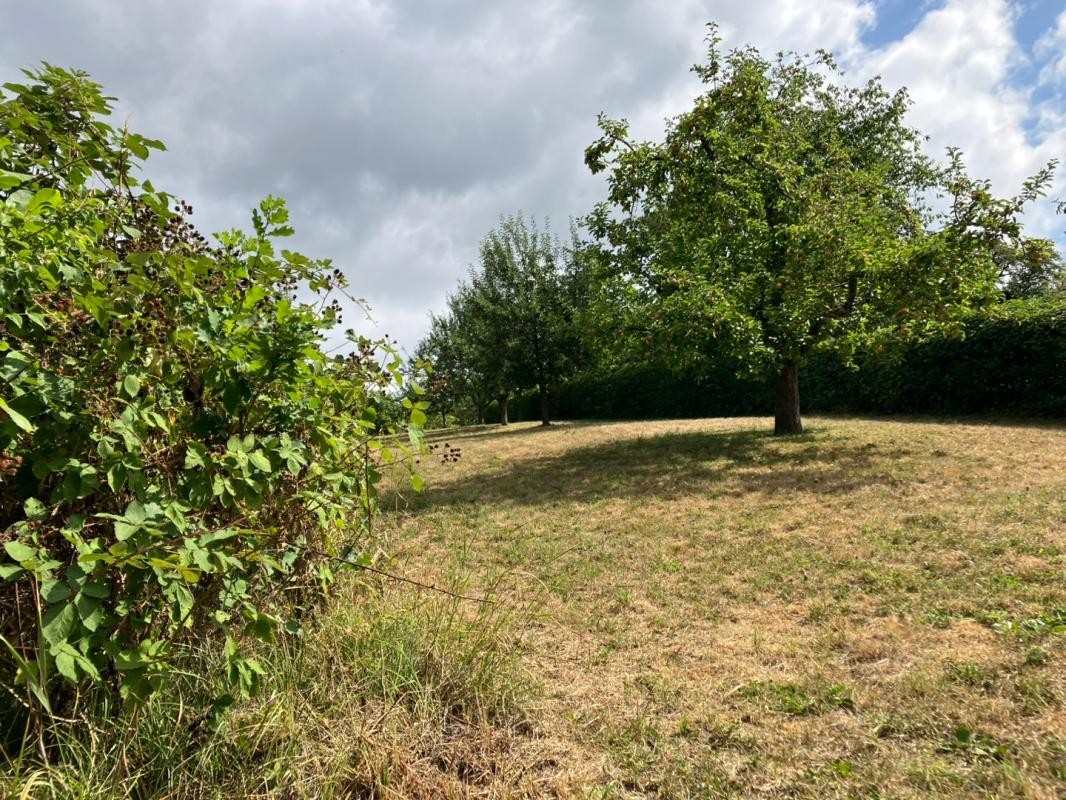 Streuobstwiese Verwilderte Streuobstwiese neben einer gut gepflegten