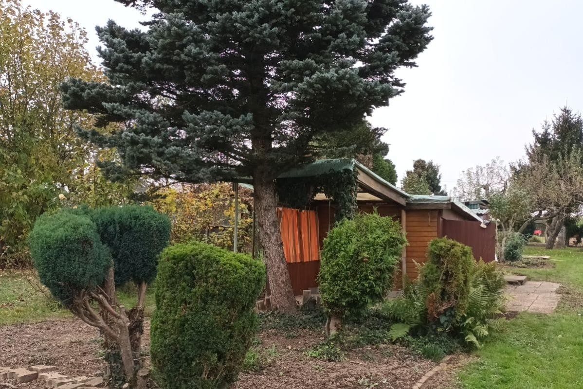 Geschirrhütte auf dem Grundstück unter einem Nadelbaum.