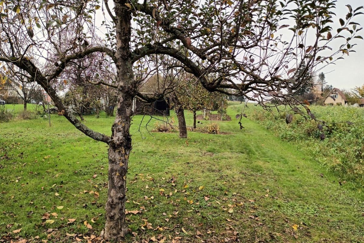 Obstbäume auf dem Grundstück.