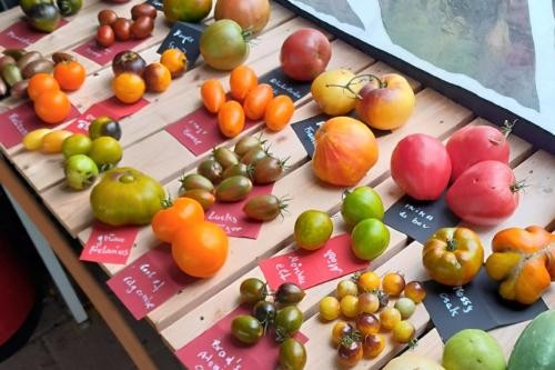 verschiedene Tomatensorten auf einem Tisch