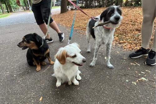 Drei süße Hunde im Schillerpark
