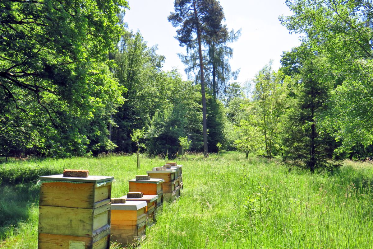 Waldwiese mit Bienenstöcken im Arboretum Berkheim
