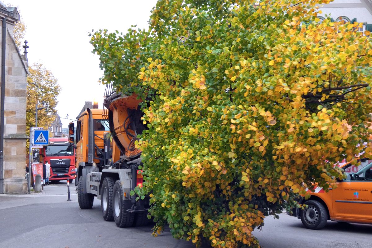 Anschließend wird die Linde per Lkw abtransportiert