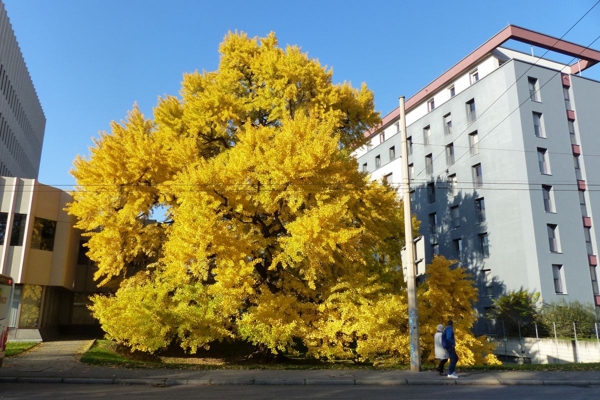 Ginkgo Volksbank Maillestraße
