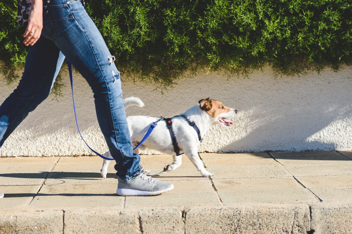 Mensch mit Hund auf einem Spaziergang
