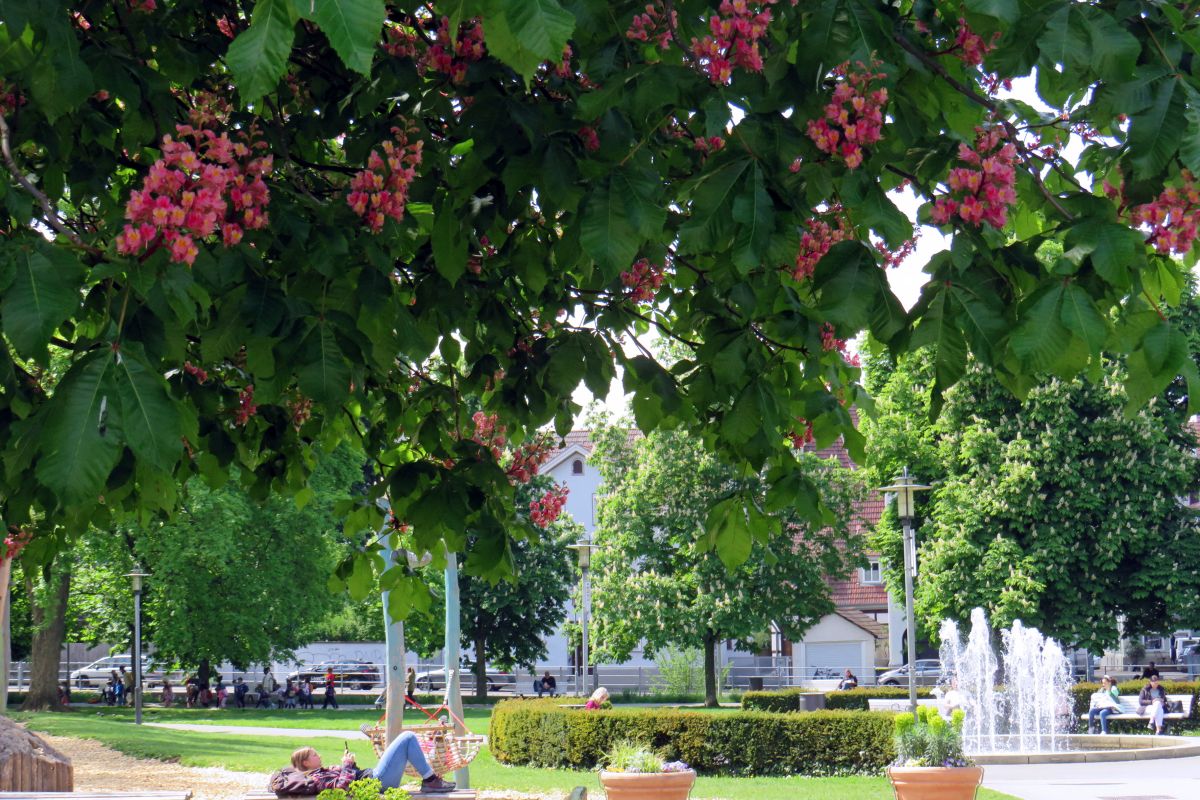 Maille Grünanlage Maille, Blick durch blühende Kastanienbäume auf Springbrunnen