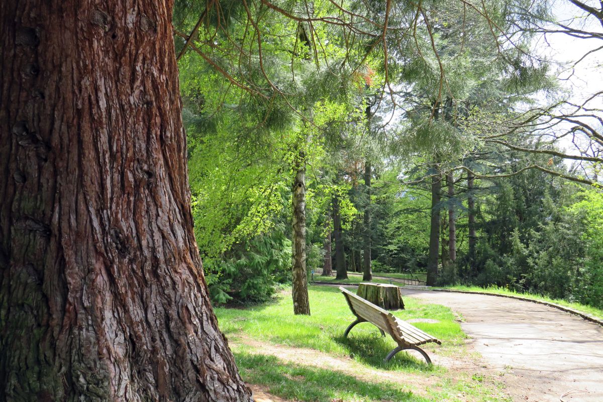 Das Arborteum im Mai, mit Sitzbank und Mammutbaum