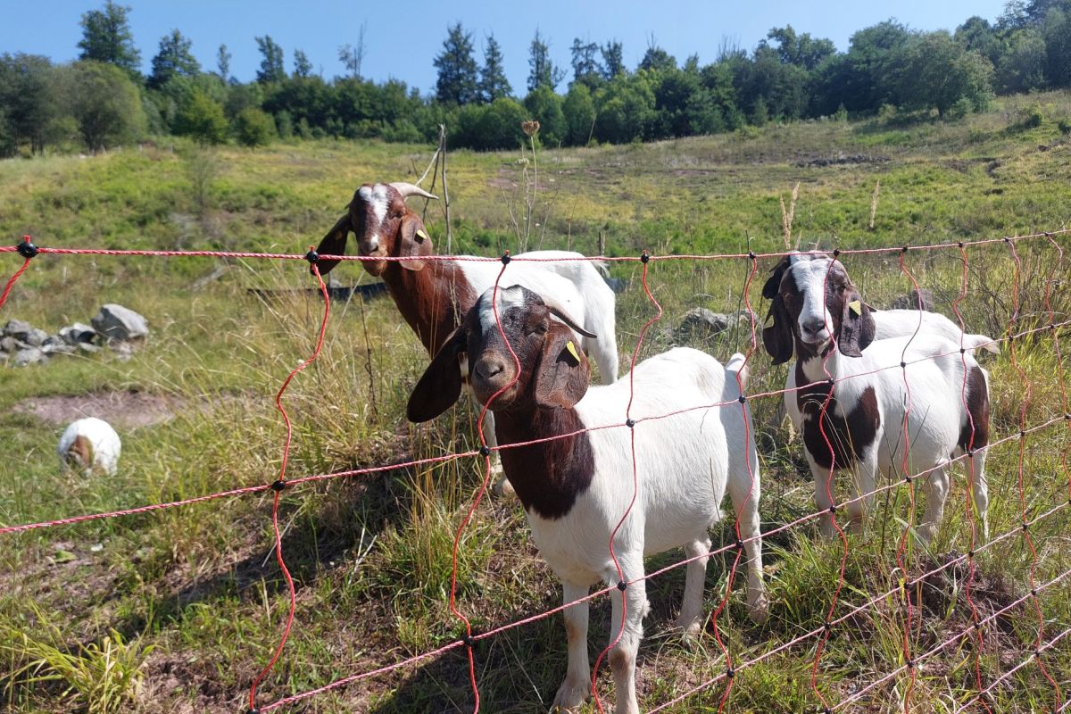 Ziegen Ziegen pflegen die Nonnenklinge