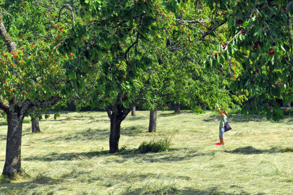 Kirscherntezeit Kirscherntezeit