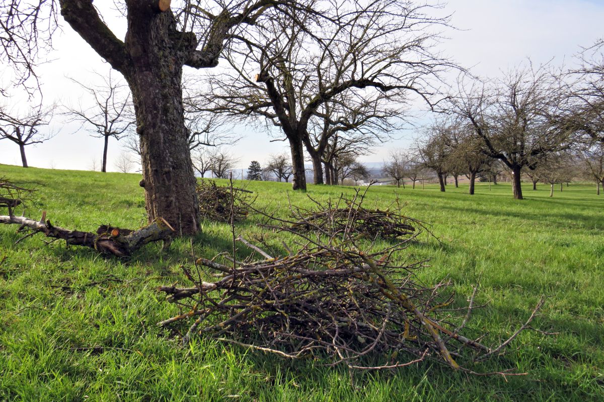 Schnitt an Bäumen im Frühjahr Schnitt an Bäumen im Frühjahr