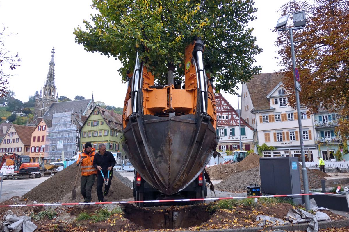 Baumverpflanzung Die Linde wird aus ihrem Baumbeet gehoben