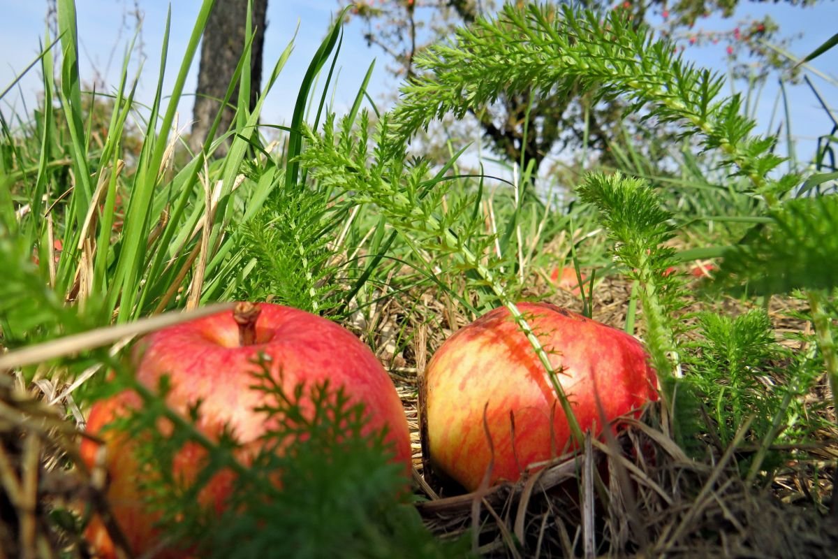 Rote Äpfel in der Wiese Rote Äpfel in der Wiese