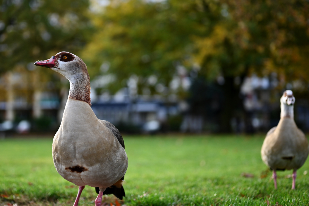 Nilgänse auf einer Wiese Nilgänse auf einer Wiese