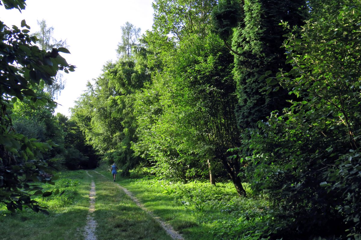 Ein Naturweg führt durch den lichten Wald des Arboretums in Berkheim