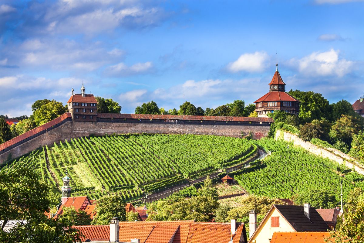 Blick über die Weinberge zur Esslinger Burg