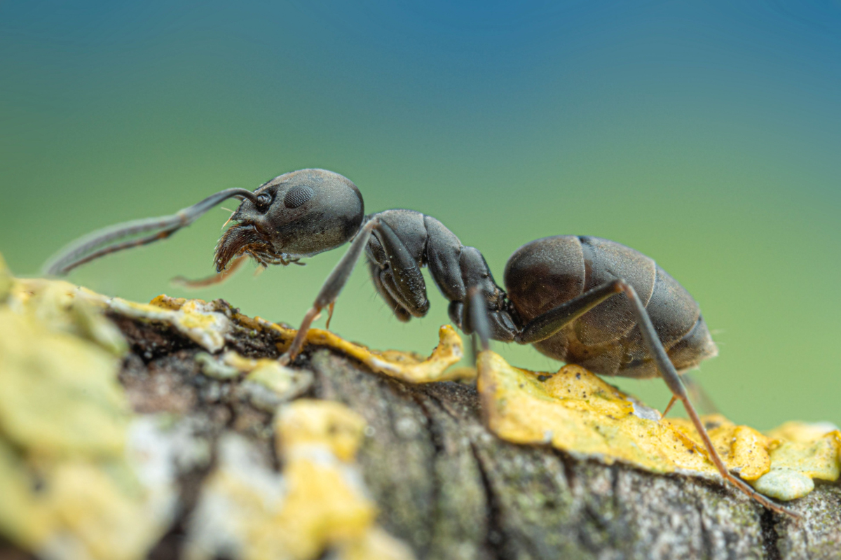 Altenativtext eingeben !