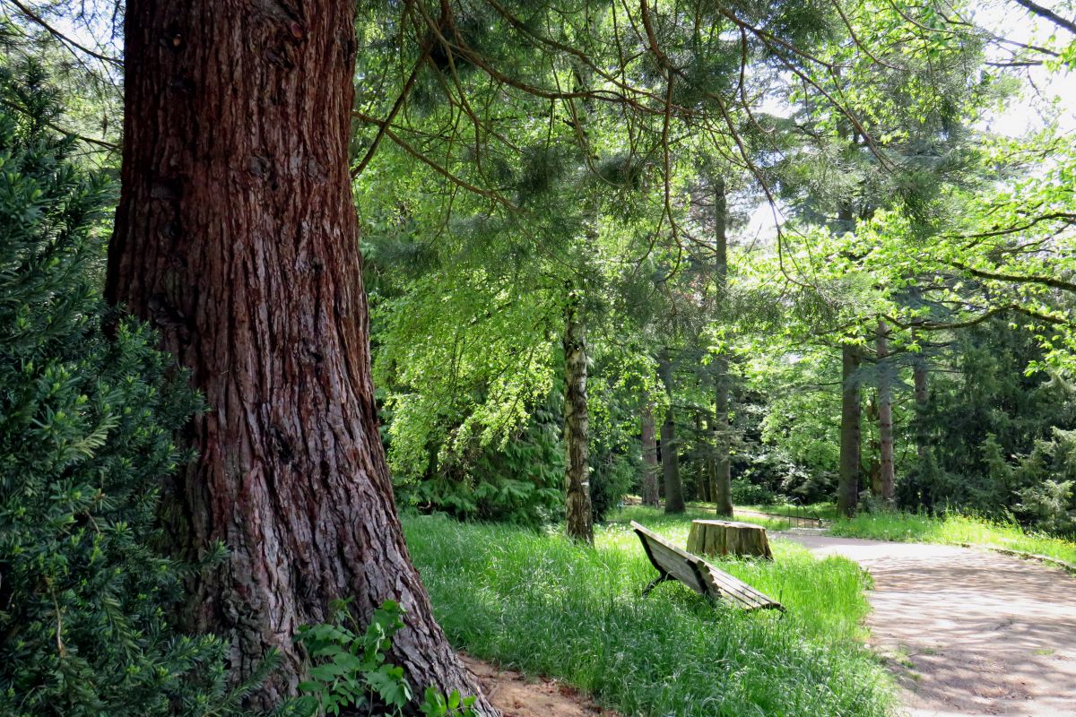 Arborteum, Wiese, Bank, Bäume