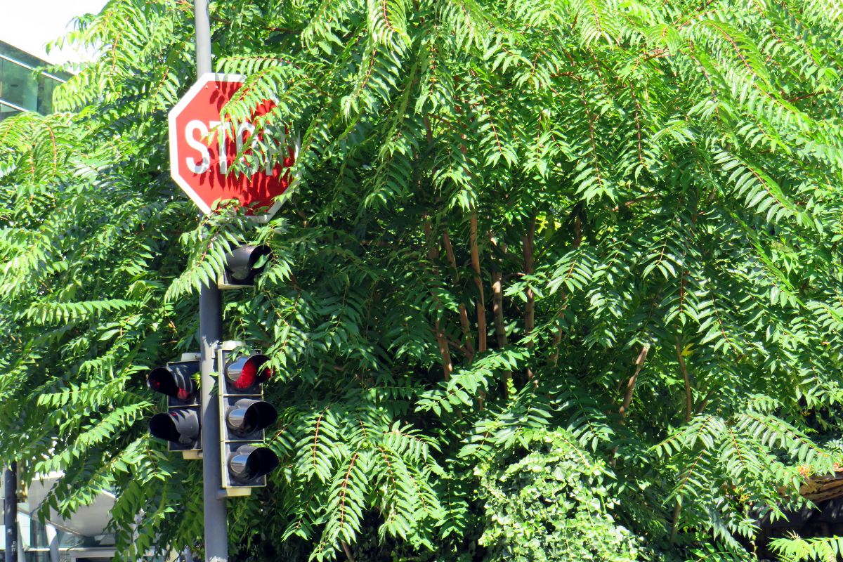 Götterbaum verdeckt eine Ampel und ein Verkehrsschild
