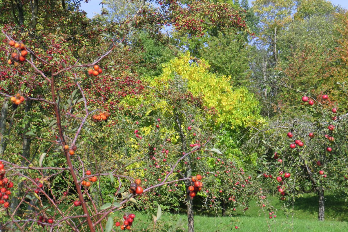 Streuobstlehrgarten Katharinenlinde Streuobstlehrgarten Katharinenlinde, Wiese mit Streuobstbäumen