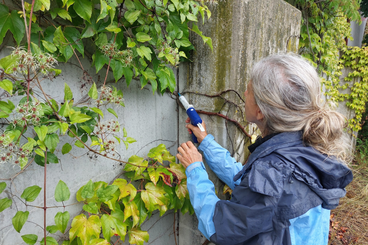Ameisenbekämpfung an der Lärmschutzwand Ameisenbekämpfung an der Lärmschutzwand