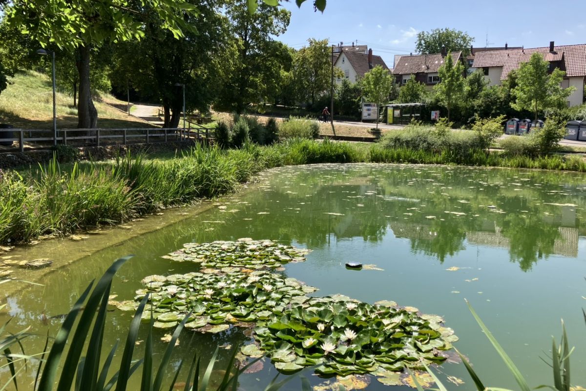 Blick über die Seerosen im Berkheimer See.