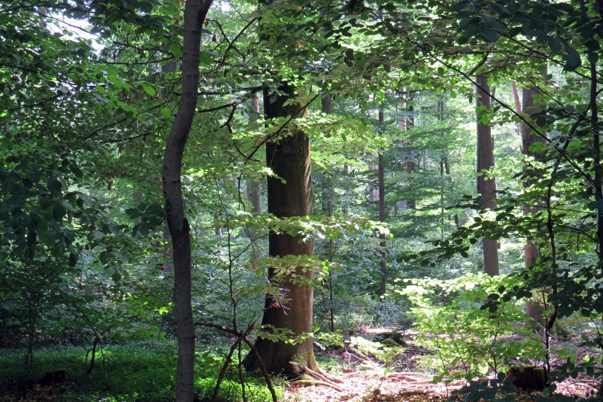 Wald im Sommer Wald im Sommer