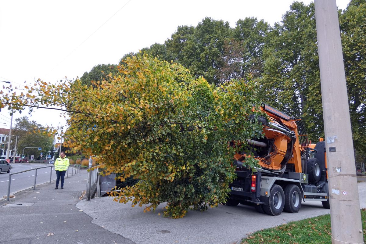 Ankunft am zukünftigen Standort in der Maille