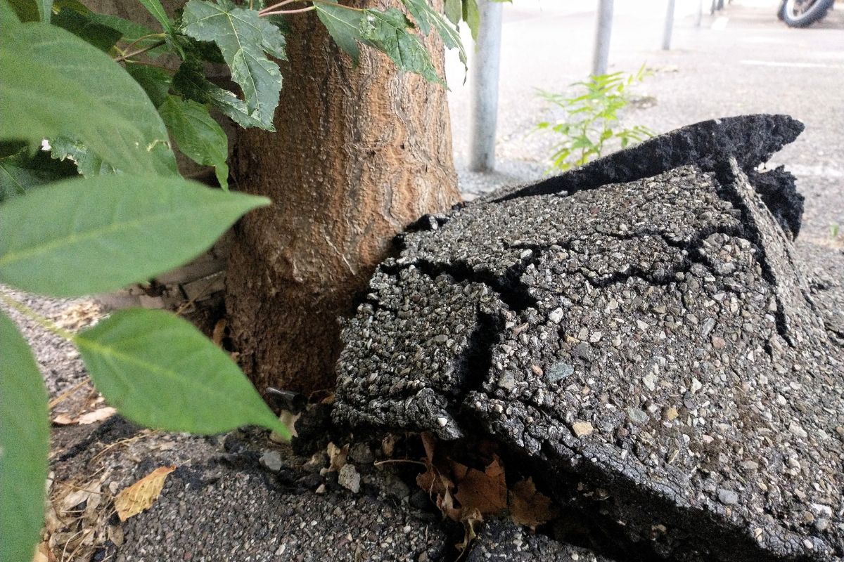 Götterbaum wächst durch eine Asphaltschicht
