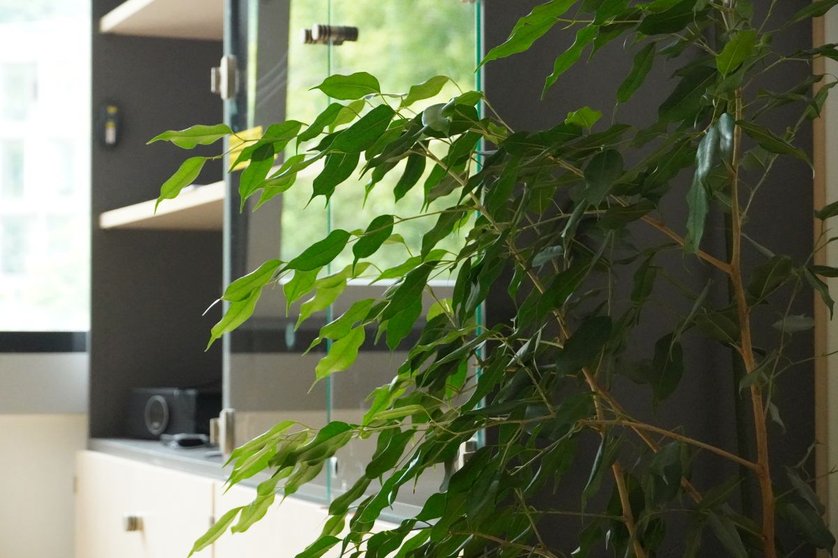 Regal mit davorstehender Pflanze