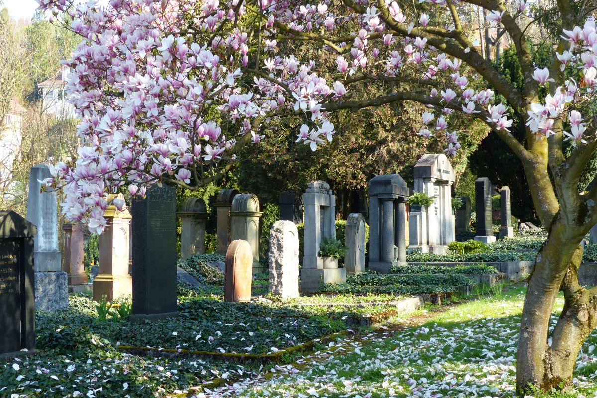 Erdgräber unter Magnolienbaum