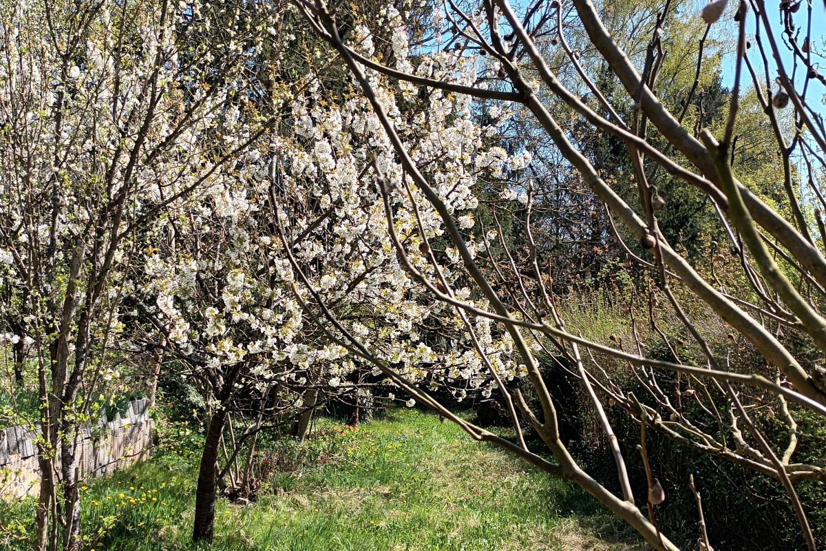 Obstbaumbestand auf dem Grundstück