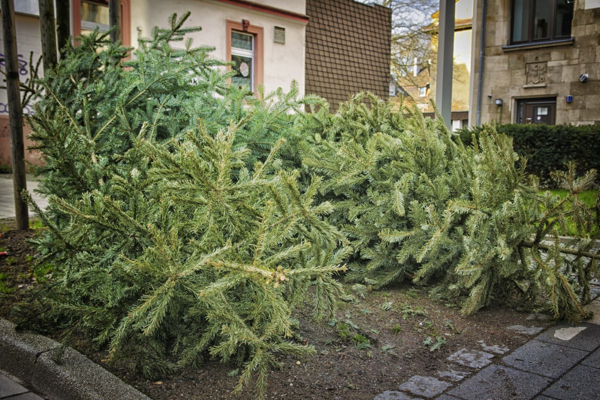 Weihnachtsbäume liegen an einer Sammelstelle