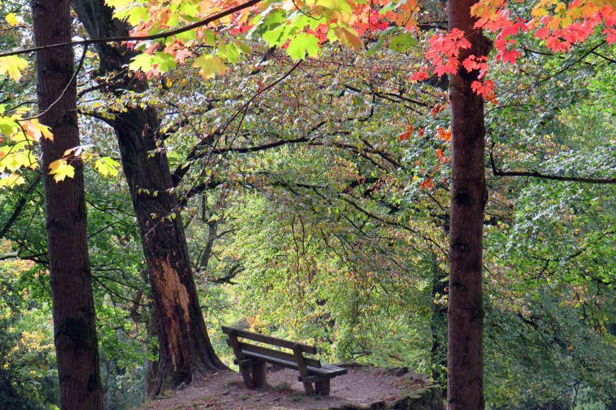 Aussichtsbank im herbstlichen Arboretum Serach