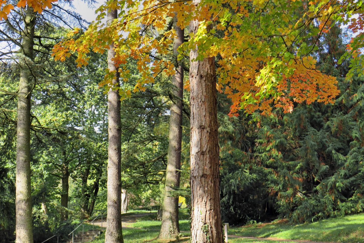 Der Landschaftsgarten Seracher Schlössle im Herbst
