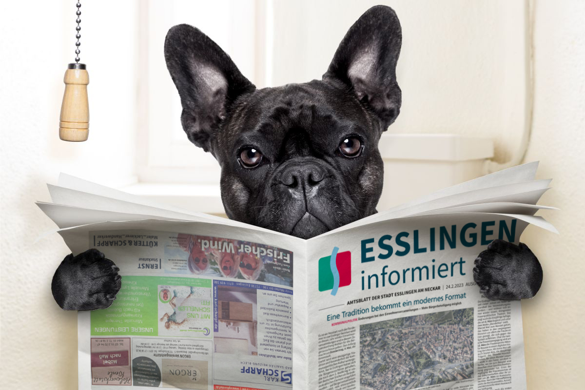 Französische Bulldogge liest das Esslinger Amtsblatt.