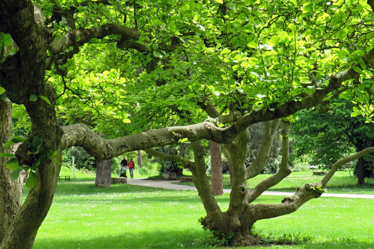 Merkelpark, Blick durch Magnolienbäume