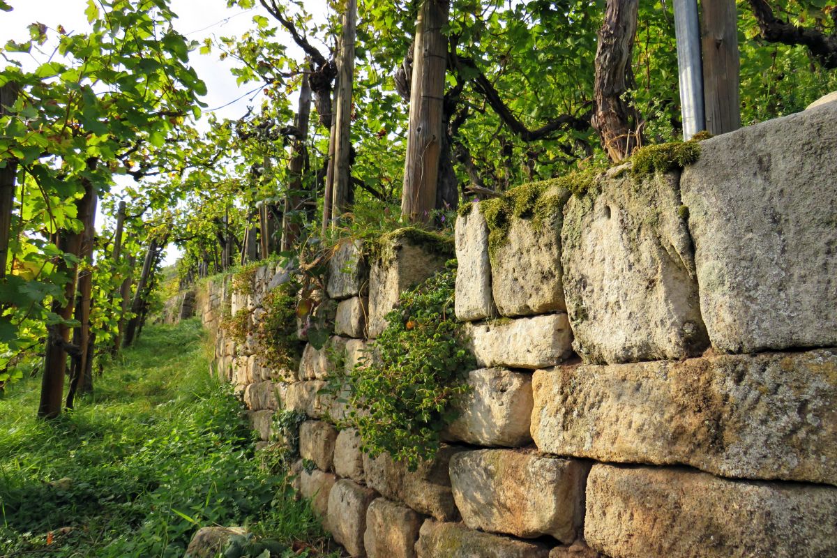 Weinbergmauer