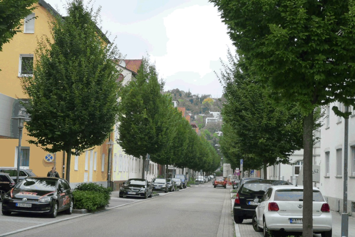 Bäume Straße im Wohngebiet mit vielen Bäumen