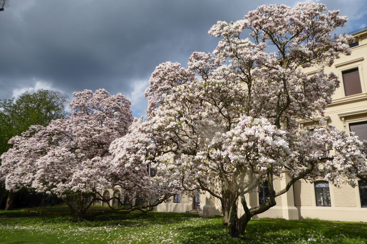 Magnolien Magnolien im Merkelpark, die Villa Merkel im Hintergrund sichtbar.