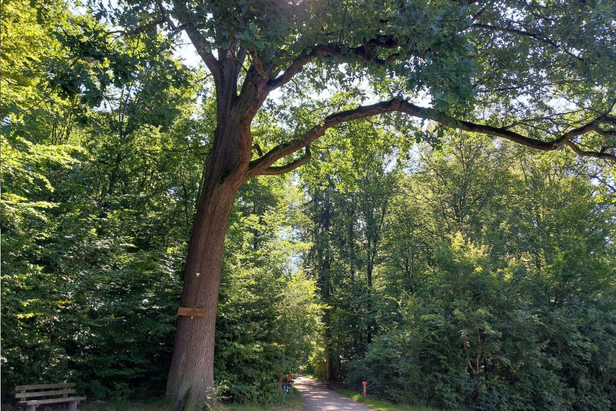Eiche Zu sehen ist eine mächtige Eiche, unter der eine Bank steht. Dahinter führt ein Weg in den Wald.