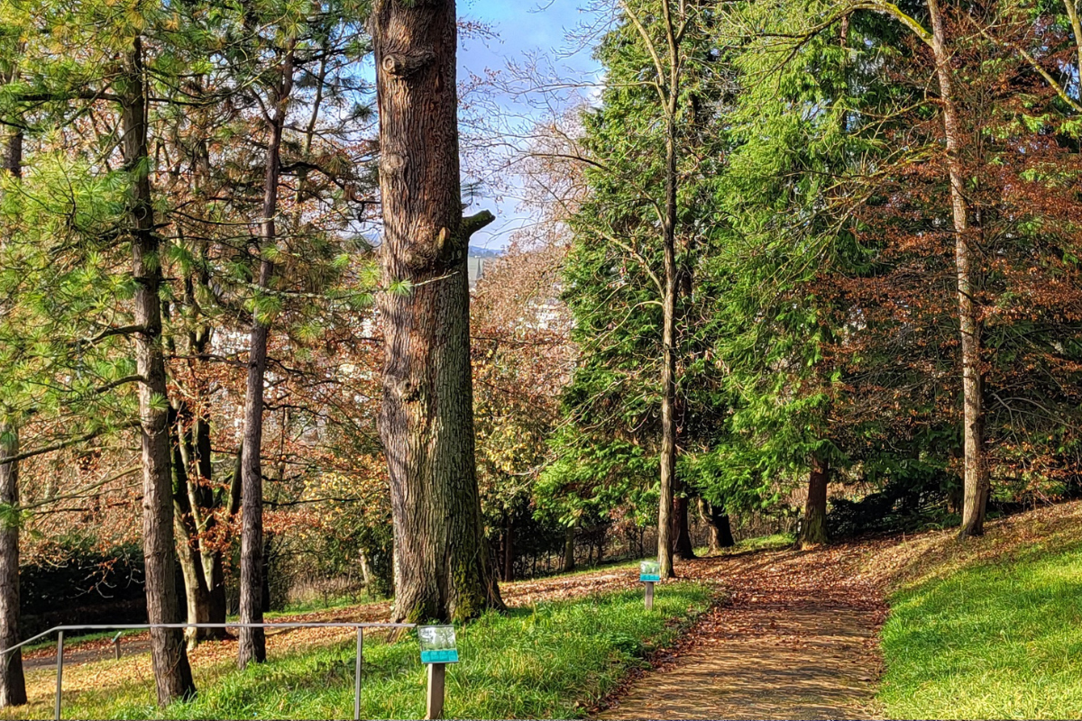 Tote Eiche im Arboretum