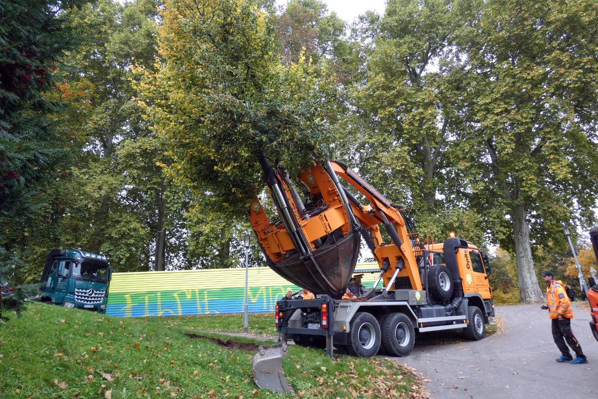 In der Maille wird der Baum in eine vorbereitete Grube eingesetzt