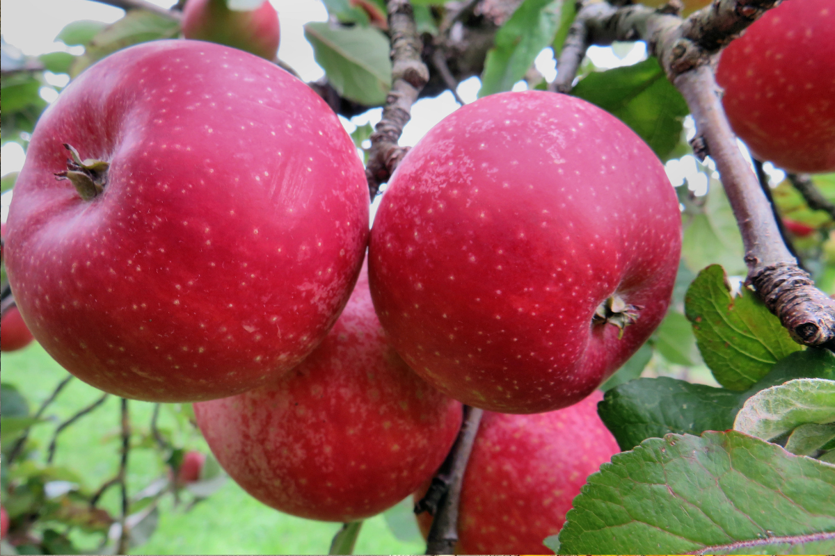 Rote Streuobstäpfel Rote Streuobstäpfel hängen am Baum