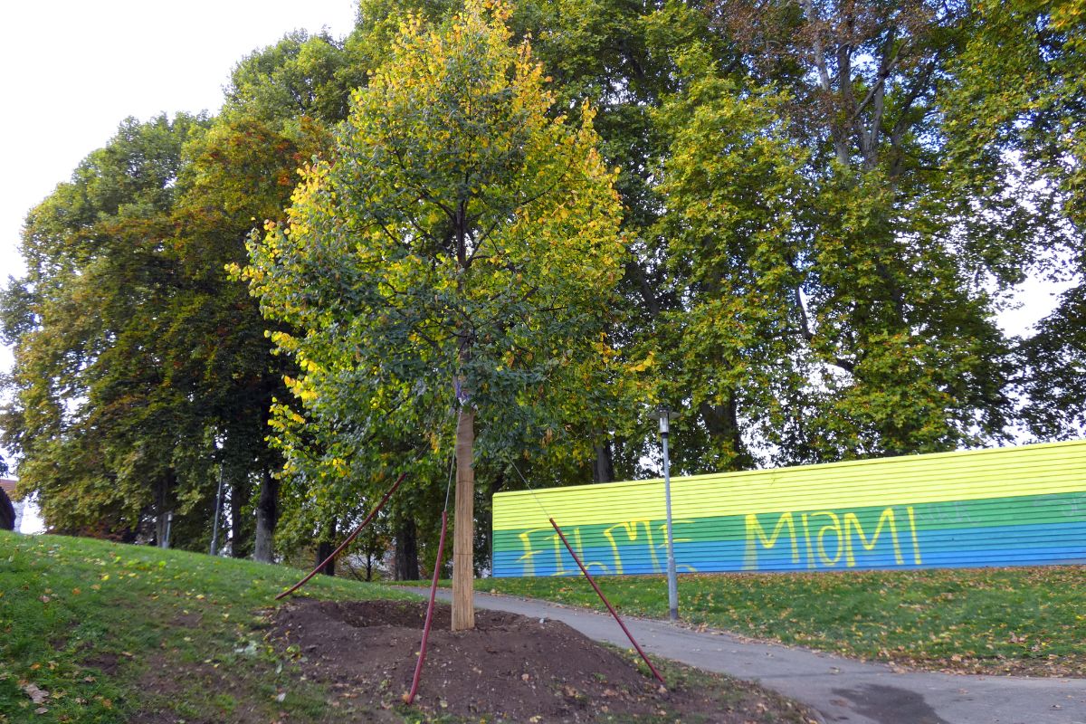 Dort kann er wieder anwachsen und noch viele Jahre Schatten spenden